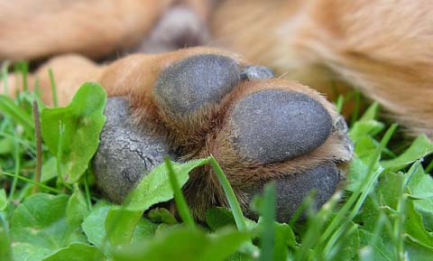 dogs paw pad torn