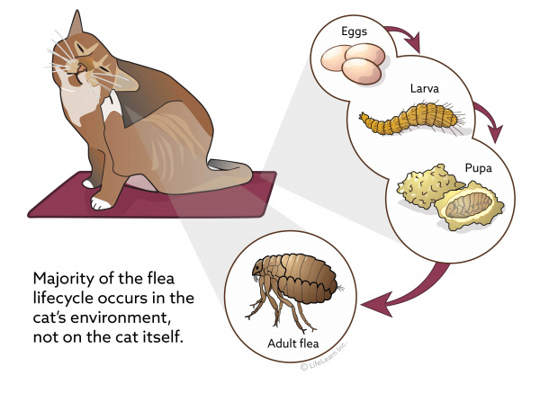 cat grooming flea treatment