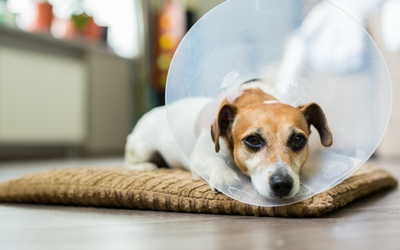 treatment for a hot spot on a dog