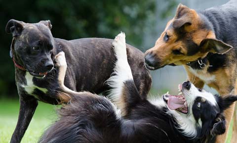 Social Groups for Dogs  