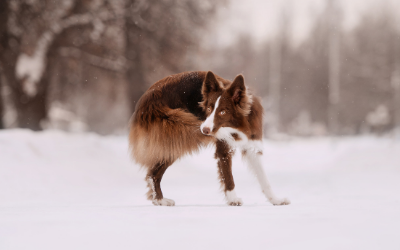 What causes a dog to chase his tail