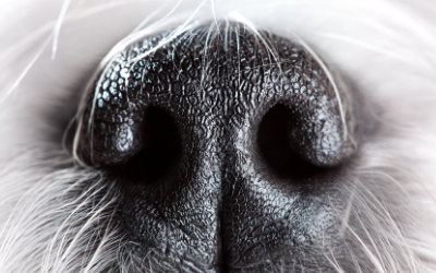 Dog mucus in nose