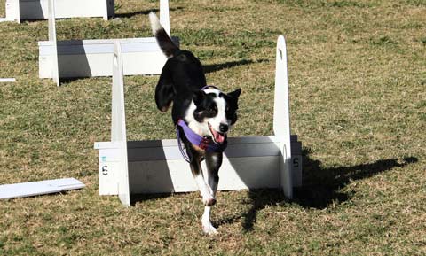 flyball dog sport