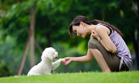 Human-Canine Communication: Tone vs. Volume
