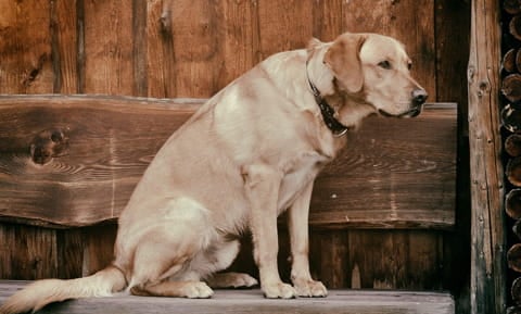 inflammation meds for dogs