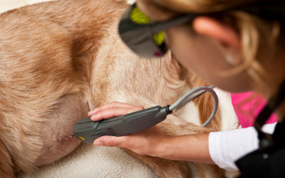 laser therapy dog veterinary pets pet istock applied technician pain dogs modal multi management safe fantastic light efficient delivers relief