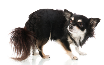 anxiety aggression in dogs