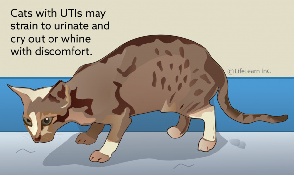 antibiotics for cat urinary infection