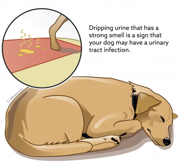 dog leaking urine while sleeping