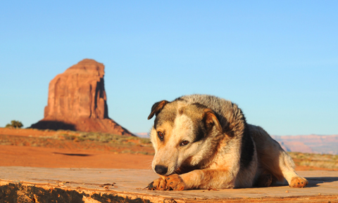 nevada-dog