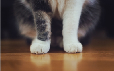 cats feet