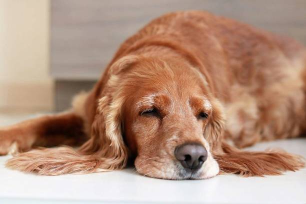 Syncope (Fainting) in Dogs