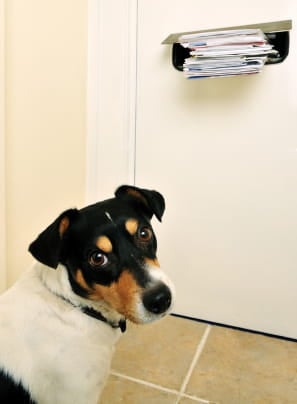 desensitization therapy for dogs