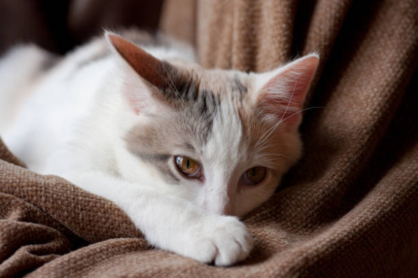 Acetaminophen Toxicity in Cats VCA Animal Hospital