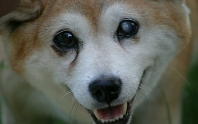 Corneal Dystrophy in Dogs