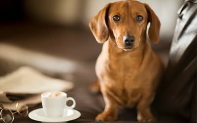 Caffeine Toxicity in Pets