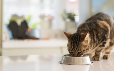 My Cat Won't Eat: Feeding Picky Eaters
