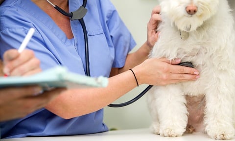 Testing for Heartworm Disease in Dogs