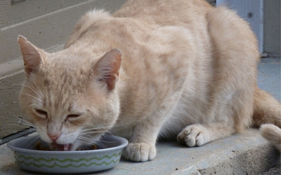 can you get sick from kissing your cat