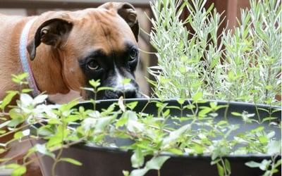 Summer Toxins to Avoid with Your Pet