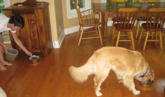 food bowl aggression