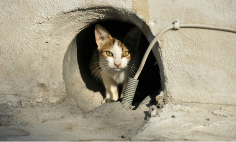 reporting feral cats