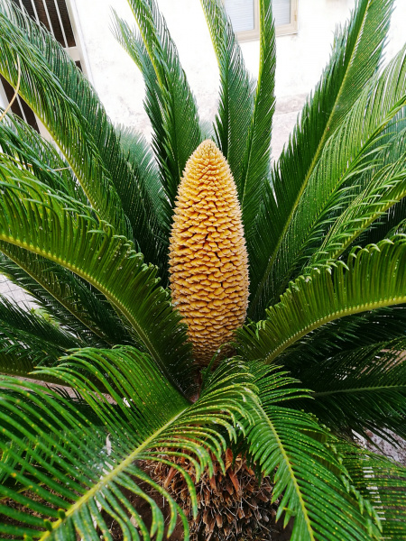 palm tree toxic to dogs