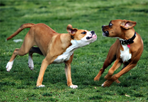 older dog attacking younger dog