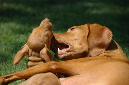 dog sibling aggression