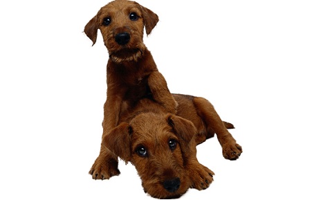 Dog Behavior Problems - Aggression - Sibling Rivalry - Diagnosis