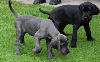 large dog breed puppies