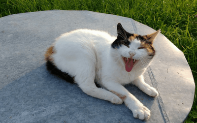 vca euthanasia cost cat