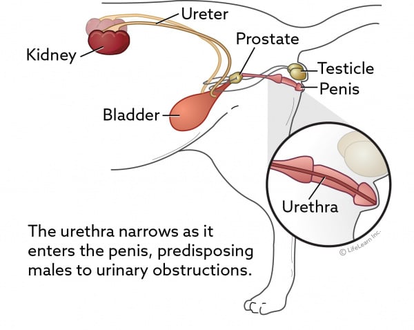 cat water infection treatment