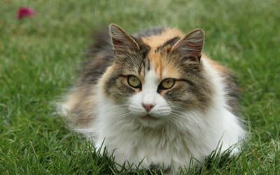 do female cats go into heat after being spayed