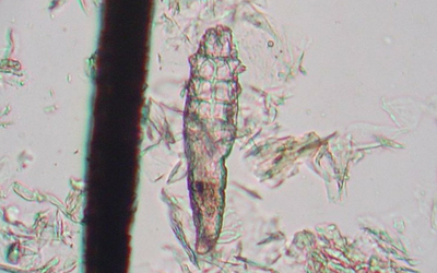 demodex parasite dogs