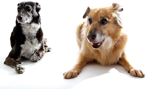 Dog Behavior Problems Aggression Unfamiliar Dogs Diagnosis