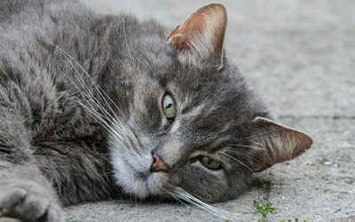 cutaneous lymphoma in cats
