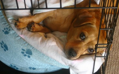 puppy chewing on crate