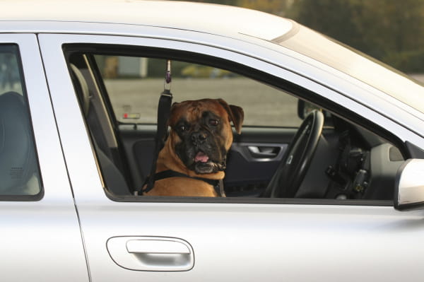 dog sleeping pills for traveling