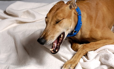 Compulsive Disorders in Dogs
