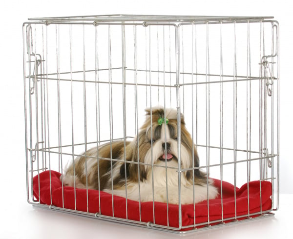 puppy in a cage toy