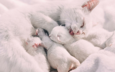 how many times a cat can give birth