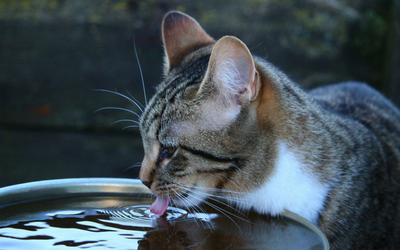 poisoned cat treatment