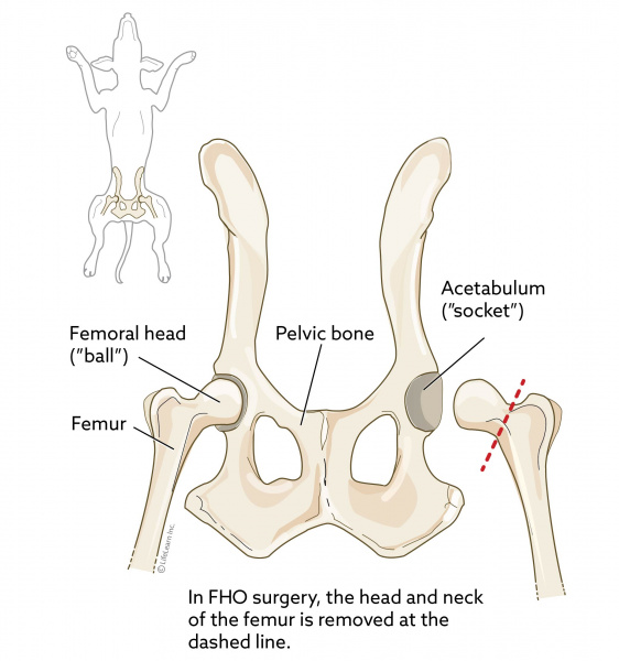 small dog hip dislocation