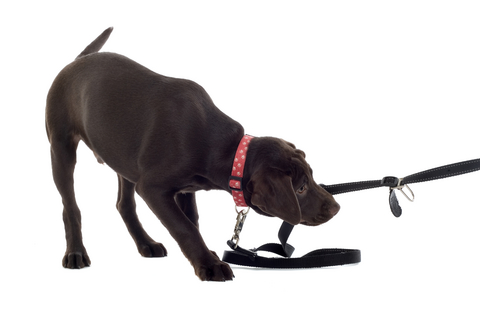 disobedient dog behavior