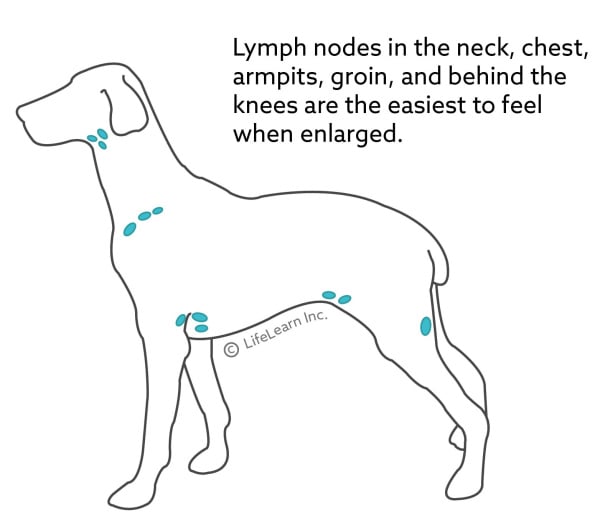 Lymphoma In Dogs Vca Animal Hospital