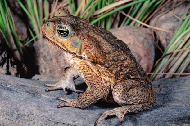 Toad Poisoning in Cats