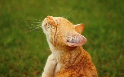 Inhalant Allergies (Atopy) in Cats