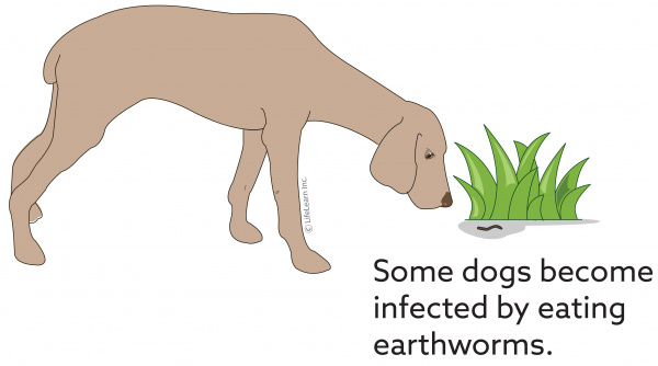 Capillaria In Dogs Vca Animal Hospital