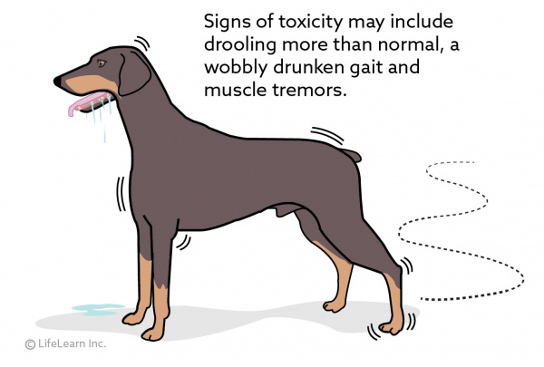 dog is wobbly and lethargic
